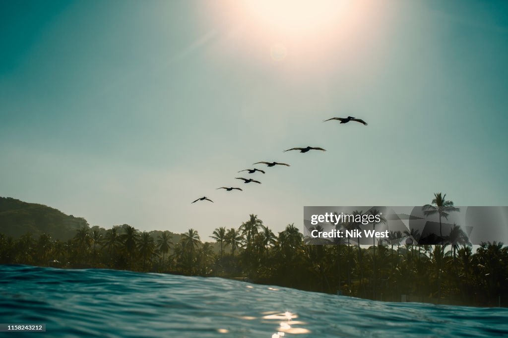 Silhouette birds flying in row over sunny, idyllic tropical ocean, Sayulita, Nayarit, Mexico