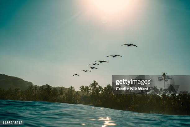 silhouette birds flying in row over sunny, idyllic tropical ocean, sayulita, nayarit, mexico - nayarit stock pictures, royalty-free photos & images