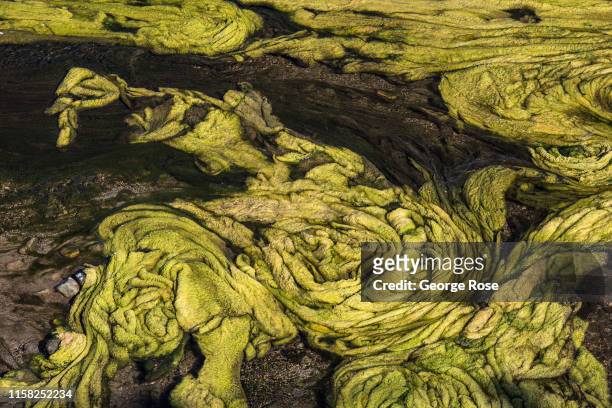 An thick layer of algae forms distinctive shapes, clumps, and patterns along the Santa Ynez River west of Cachuma Lake on May 20 in Solvang,...