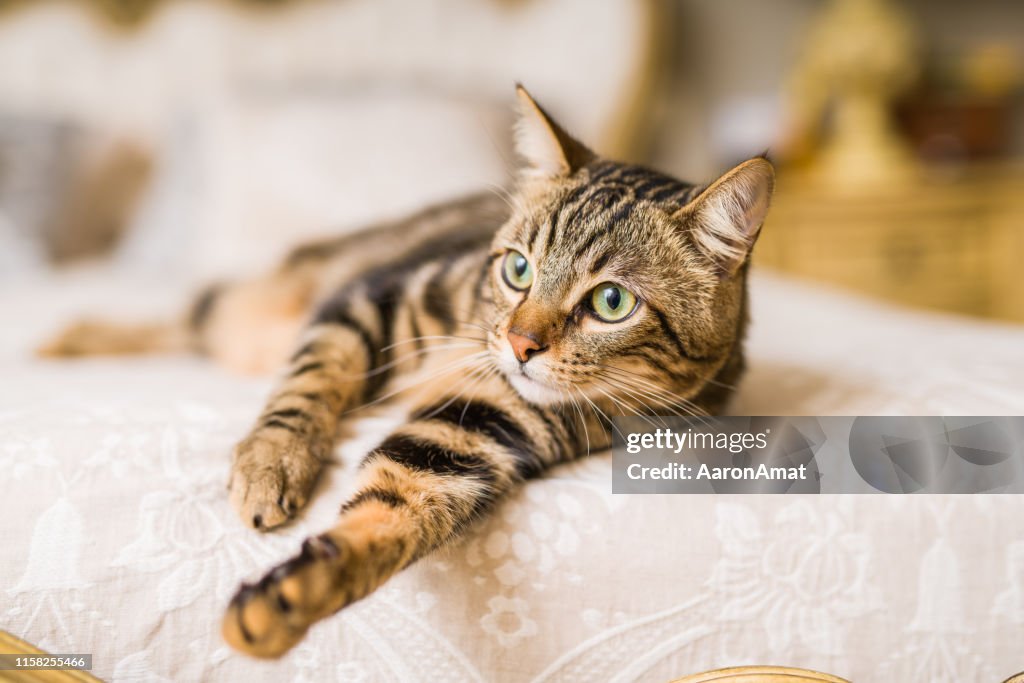 Beautiful cat at home