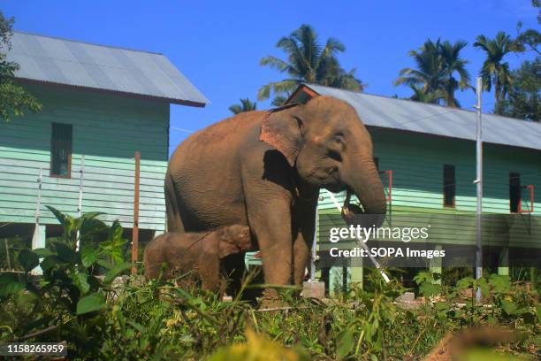 Baby Sumatran elephant with his mother at the Alue Kuyun Conservation Response Unit in Meulaboh, Ache province. Sumatran elephants are a critically...
