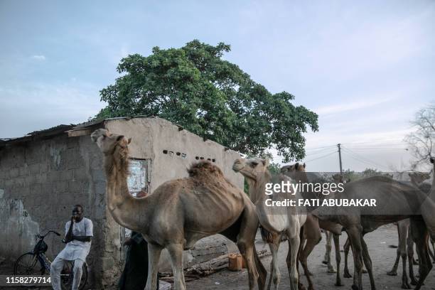 In this photograph taken on July 27 a trader watches over his animals at Kasuwan Shanu in Old Maiduguri, north-eastern Nigeria. - Two people were...