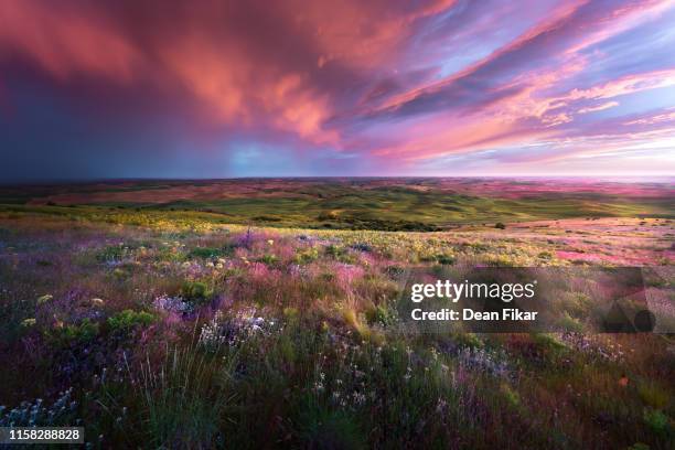 stormy clouds over the palouse - flor silvestre fotografías e imágenes de stock