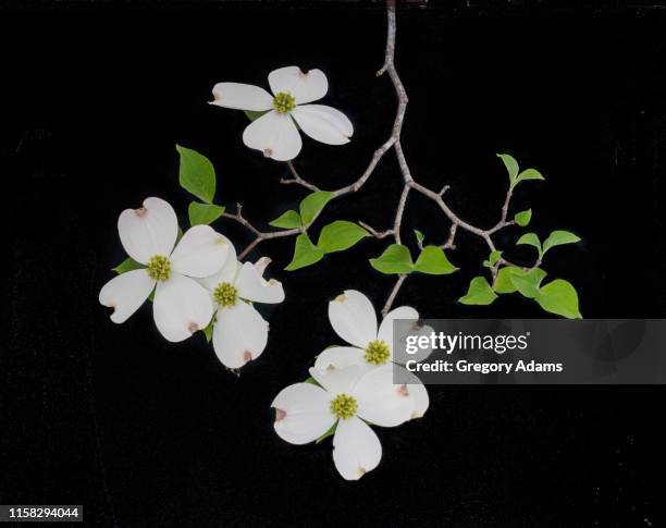 dogwood blossoms on a black background - dogwood blossom fotografías e imágenes de stock