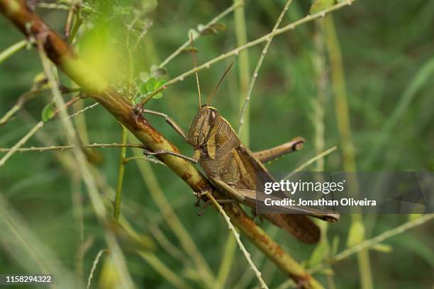 insect ii - locust fotografías e imágenes de stock