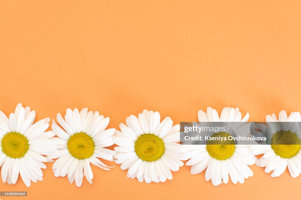 Floral pattern with small daisy flowers leaves and petals on blue trendy pastel background. Flower pattern flat lay top view frame composition with copy space.