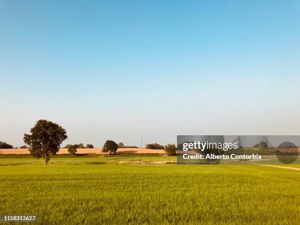 tree in summer in padana plain landscape between novara, milano and pavia province, italy - pianura padana foto e immagini stock