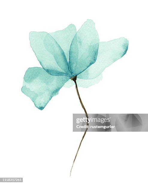 ilustraciones, imágenes clip art, dibujos animados e iconos de stock de acuarela flor fondo blanco - agua viva