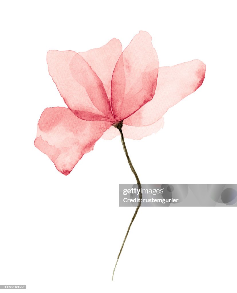 Acquerello Fiore Sfondo Bianco
