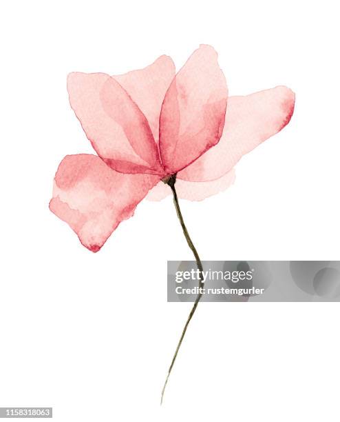 illustrazioni stock, clip art, cartoni animati e icone di tendenza di acquerello fiore sfondo bianco - dipinto a pastello