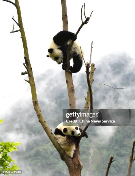 Giant panda cubs born in 2018 play at Wolong Shenshuping Base of China Conservation and Research Center for Giant Pandas on June 25, 2019 in Aba...