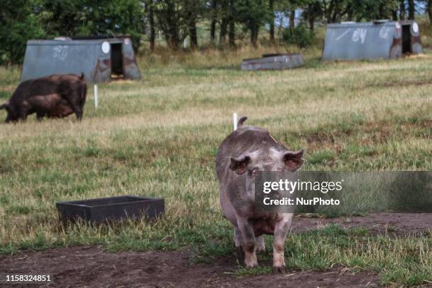 Swine in the ecological outdoor swine farm are seen in Holstebro , Denmark on 28 July 2019