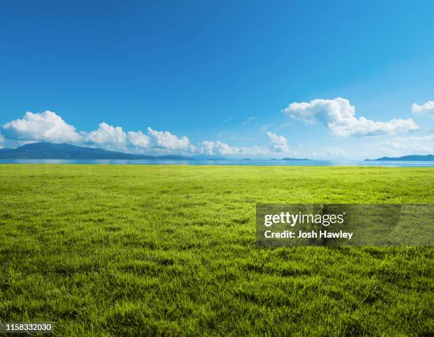 grassland background - savanah landscape stockfoto's en -beelden