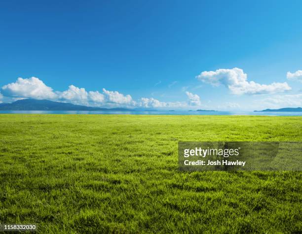 grassland background - horizon over land imagens e fotografias de stock