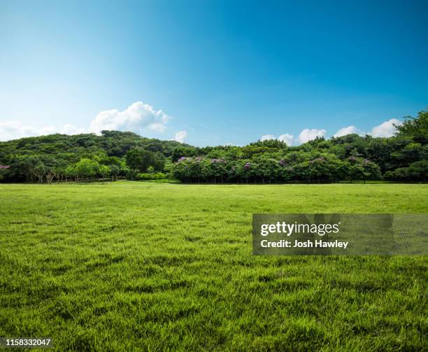 grass  background - savanah landscape stockfoto's en -beelden