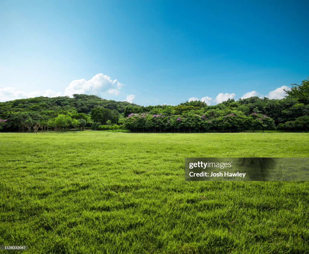 Grass  background