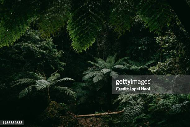 jungle with tree ferns on hachijo-jima island, tokyo, japan - jungle stock pictures, royalty-free photos & images