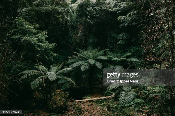 jungle with tree ferns on hachijo-jima island, tokyo, japan - tropical rainforest stock pictures, royalty-free photos & images