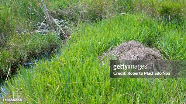 Live crocodile nest in the Everglades swamp. Crocodiles are large semi aquatic reptiles that live throughout the tropics. In this image the female...