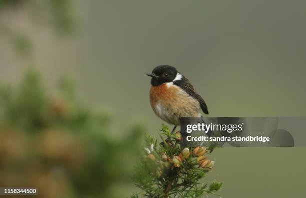 a stunning male stonechat, saxicola torquata, perched on top of a gorse bush. - gorse stock pictures, royalty-free photos & images