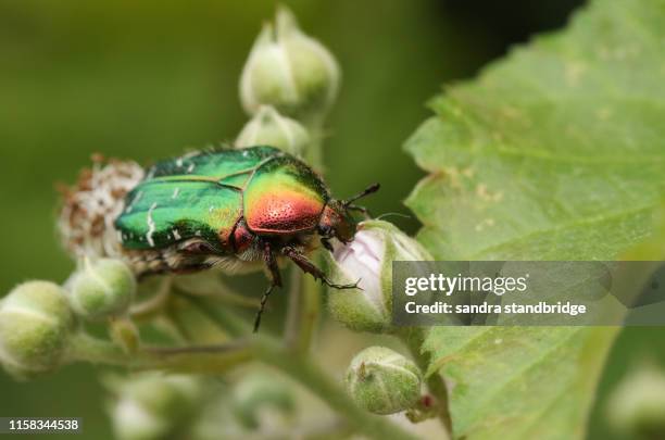 a pretty rose chafer or the green rose chafer beetle, cetonia aurata, nectaring on a bramble flower. - beetle stock pictures, royalty-free photos & images