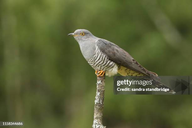 a magnificent cuckoo (cuculus canorus) perching on a branch. - cuckoo stock pictures, royalty-free photos & images