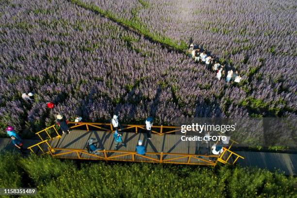 Tourists visit a sea of Perilla flowers covering an area of more than 50,000 mu in yili, xinjiang, China, July 26, 2019.- PHOTOGRAPH BY Costfoto /...