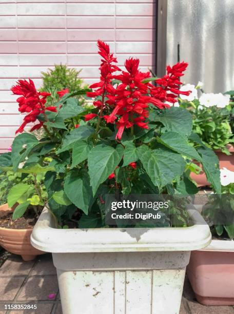 scarlet sage in planter on hot summer day - red salvia stock pictures, royalty-free photos & images