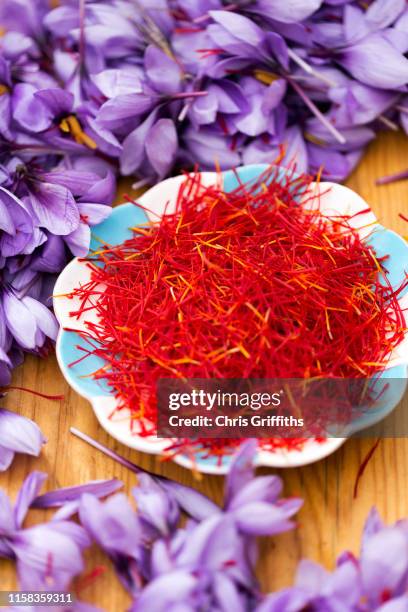 taliouine saffron harvest - saffron stock-fotos und bilder