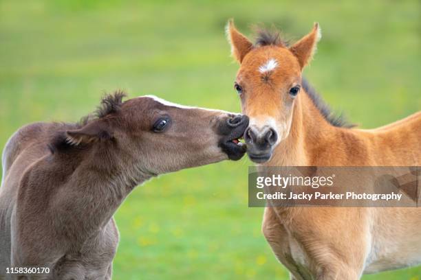 close-up image of a new forest pony foals playing in the summer sunshine - föl bildbanksfoton och bilder