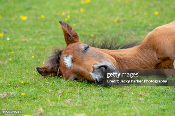 close-up image of a new forest pony foal resting in the summer sunshine - equestrian animal 個照片及圖片檔