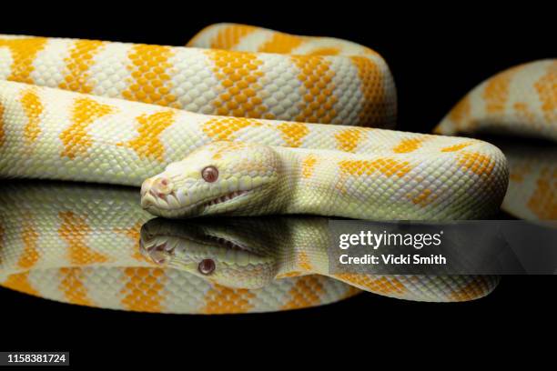 yellow and white striped albino darwin python snake against a black background - snakeskin stock pictures, royalty-free photos & images