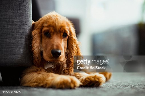 7,096 Cocker Spaniel Photos and Premium High Res Pictures - Getty Images
