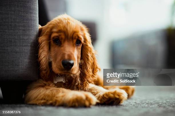 an adorable cocker spaniel puppy - cocker spaniel stock pictures, royalty-free photos & images