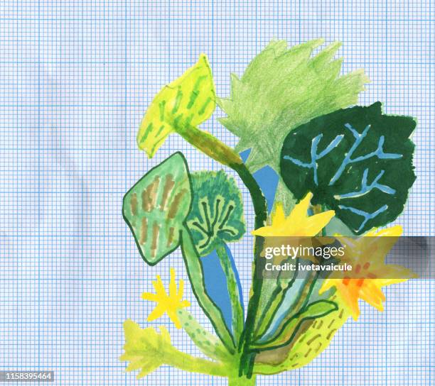 zucchini - courgette stock illustrations