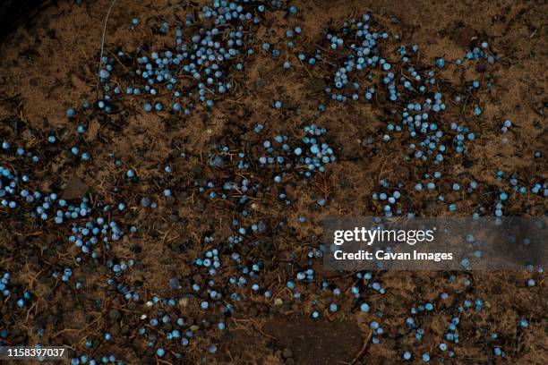 bright blue juniper berries scattered on the ground under a tree - juniper berries stock pictures, royalty-free photos & images