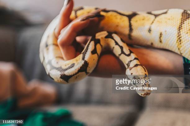 ball phyton vanilla bee lying wrapped on human hand. alternative pet. - pet snake stock pictures, royalty-free photos & images