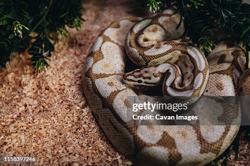 Vanilla Bee Python Snake in home terrarium Vanilla Bee Python Snake in home terrarium