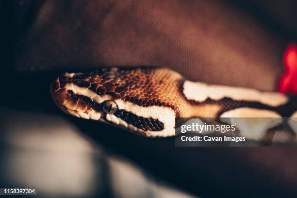 Python Pit Photos and Premium High Res Pictures - Getty Images