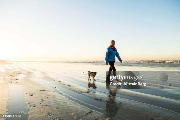 senior woman walking her dog on the beach at dawn - beach walking stock-fotos und bilder