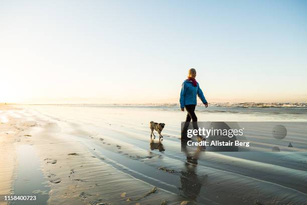 senior woman walking her dog on the beach at dawn - dog walker 個照片及圖片檔