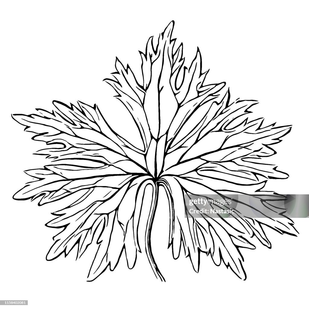 Aconitum lycoctonum (wolf's-bane or northern wolfsbane) Leaf
