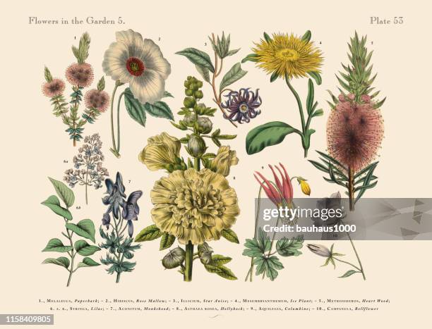 exotic flowers of the garden, victorian botanical illustration - monkshood stock illustrations