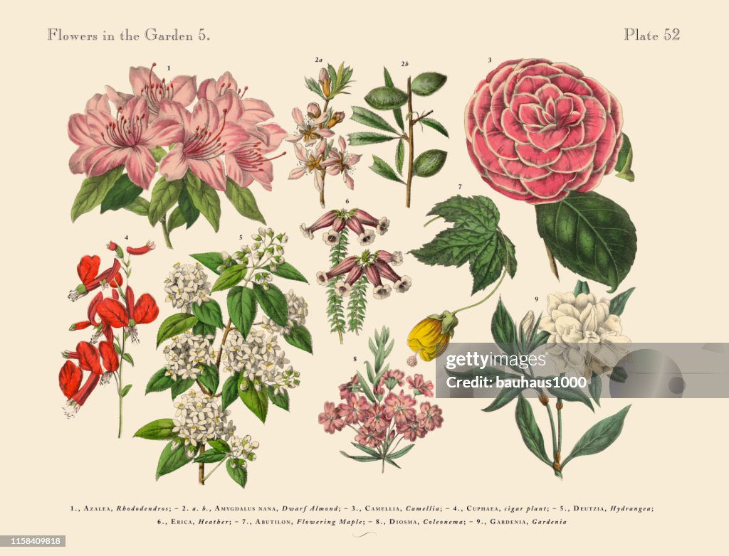 Flowers of the Garden, Victorian Botanical Illustration