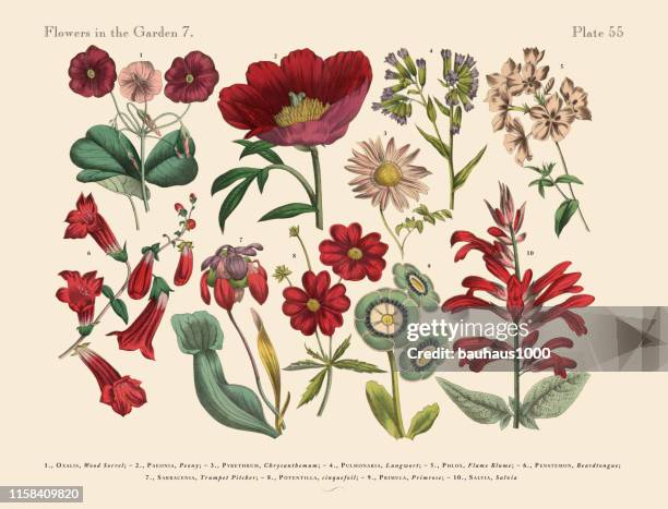 illustrations, cliparts, dessins animés et icônes de fleurs exotiques rouges du jardin - insectivore