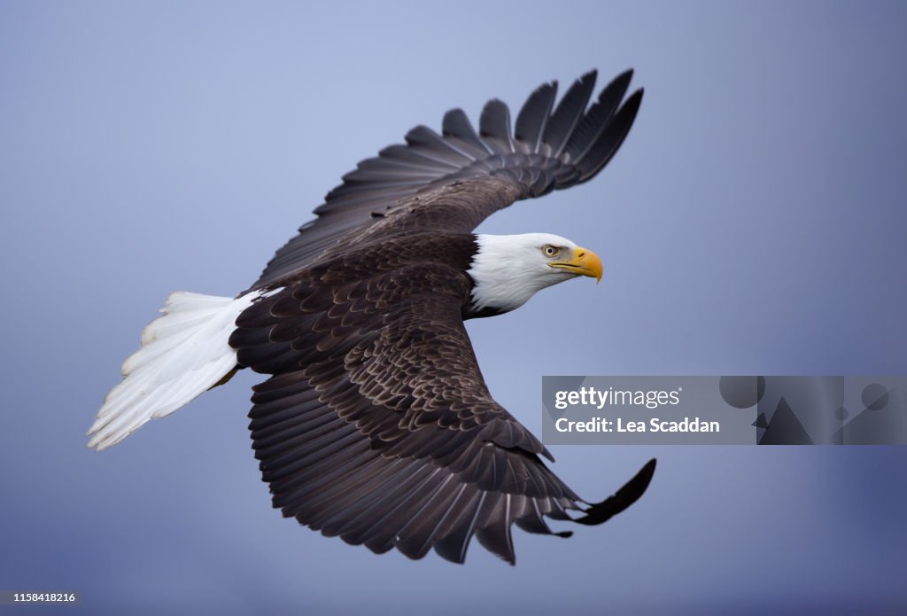 Flying Eagle
