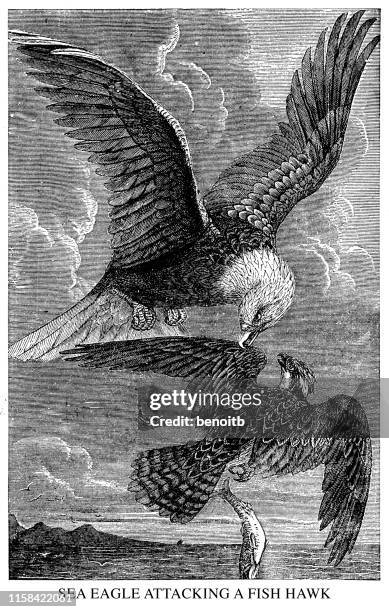 sea eagle attacking a fish hawk - osprey stock illustrations