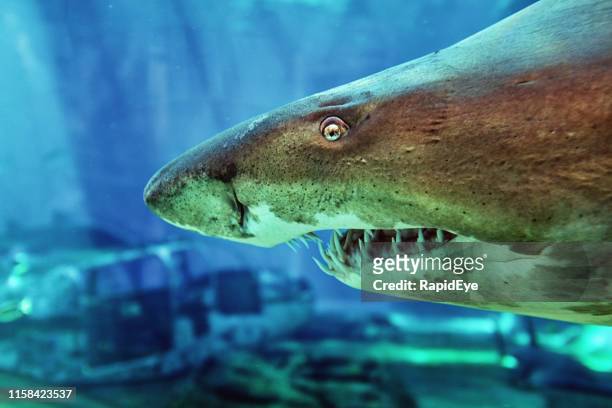 ragged-tooth shark (carcharias taurus), also known as sand tiger shark and gray nurse shark - ancient stock pictures, royalty-free photos & images
