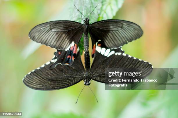 butterflies copulating - accouplement animal photos et images de collection