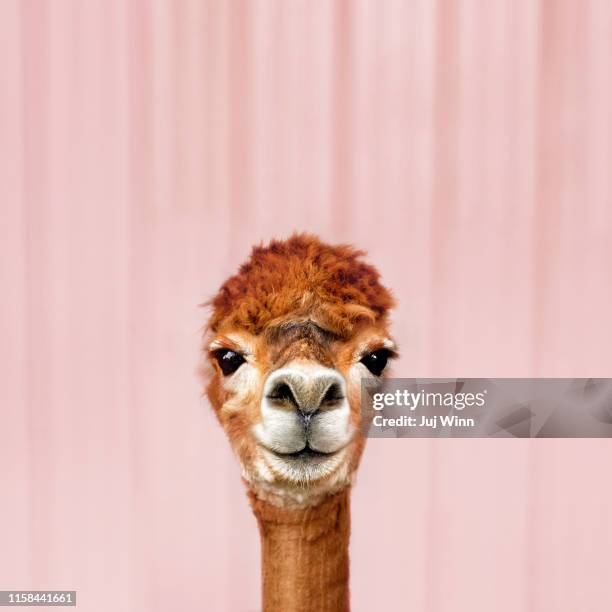 alpaca - lama stockfoto's en -beelden